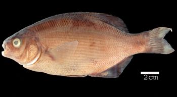 Media type: image; Ichthyology 61370